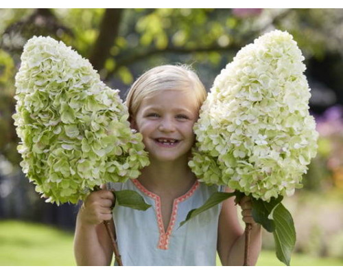 Гортензия метельчатая Геркулес(Hydrangea paniculata Hercules)