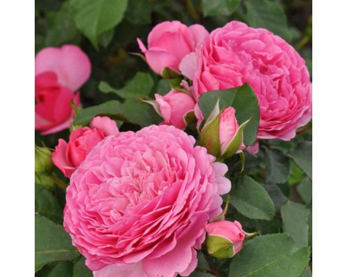 Роза Фрайла Мария (Rose floribunda)