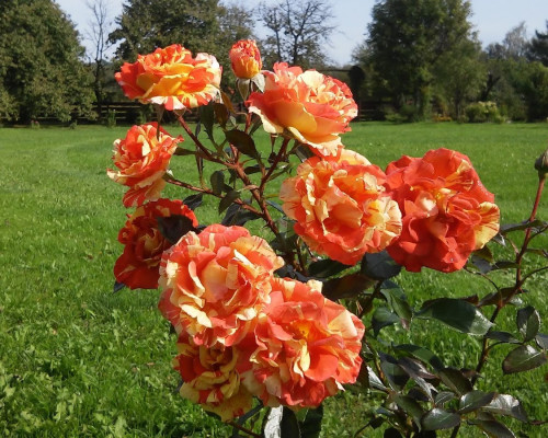 Роза Оранж энд Лемон (Oranges and Lemons)