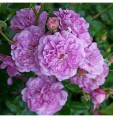 Роза Блю Бой (Rosa Shrub Blue Boy)