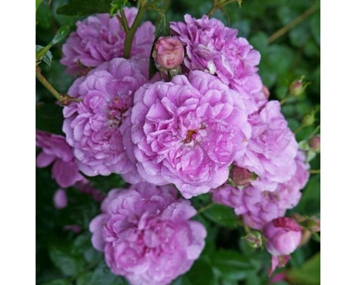 Роза Блю Бой (Rosa Shrub Blue Boy)