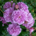 Роза Блю Бой (Rosa Shrub Blue Boy)