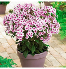 Флокс Phlox paniculata Early Pink Candy