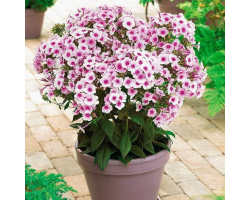 Флокс Phlox paniculata Early Pink Candy