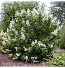 Гортензия метельчатая «Матильда» (Hydrangea paniculata «Mathilde»)