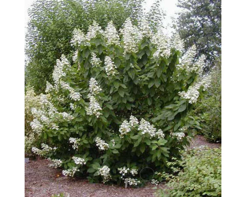 Гортензия метельчатая «Матильда» (Hydrangea paniculata «Mathilde»)