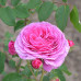 Роза Фрайла Мария (Rose floribunda)