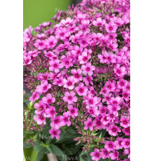 Флокс Phlox paniculata Early Purple Pink Eye