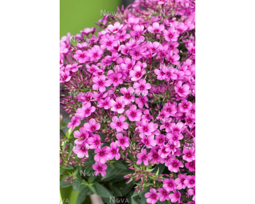 Флокс Phlox paniculata Early Purple Pink Eye