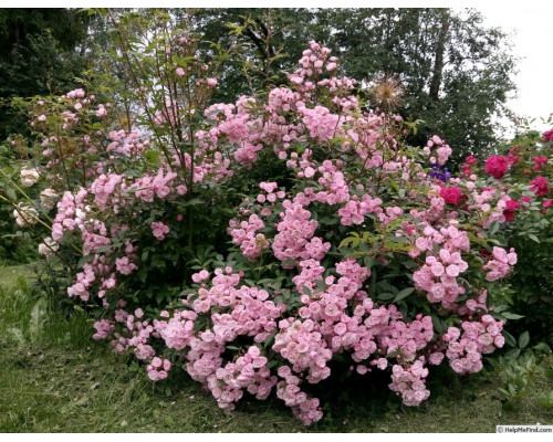 Роза Хэвенли Пинк (Heavenly Pink)