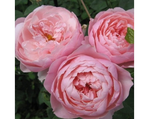 Роза Зе Алнвик Роуз (The Alnwick Rose)