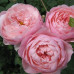 Роза Зе Алнвик Роуз (The Alnwick Rose)