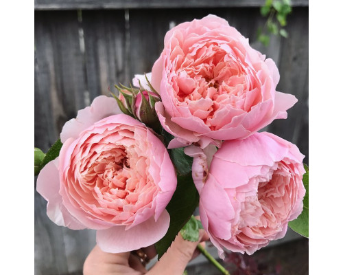 Роза Зе Алнвик Роуз (The Alnwick Rose)