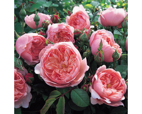 Роза Зе Алнвик Роуз (The Alnwick Rose)