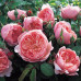 Роза Зе Алнвик Роуз (The Alnwick Rose)