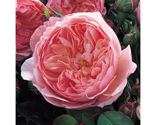 Роза Зе Алнвик Роуз (The Alnwick Rose)