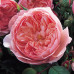 Роза Зе Алнвик Роуз (The Alnwick Rose)