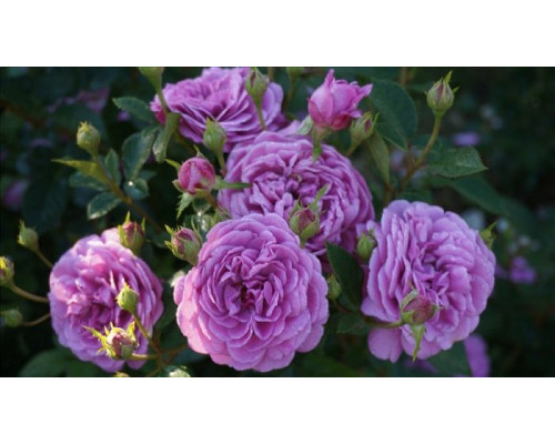 Роза Блю Бой (Rosa Shrub Blue Boy)