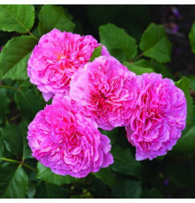 Роза Фрайла Мария (Rose floribunda)