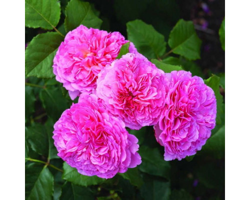 Роза Фрайла Мария (Rose floribunda)