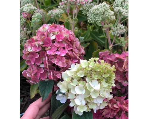 Гортензия метельчатая Самарская Лидия(Hydrangea paniculata "Samarskya Lydia")