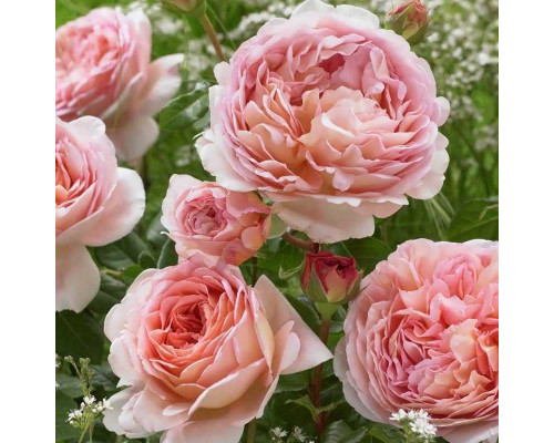 Абрахам Дерби (Abraham Darby)