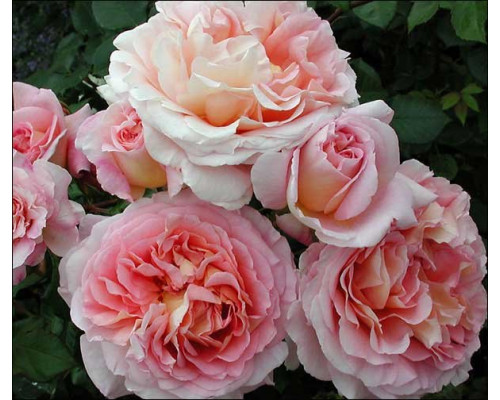 Абрахам Дерби (Abraham Darby)