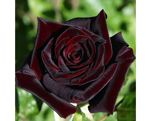 Роза Блэк Баккара (Black Baccara)