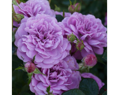 Роза Блю Бой (Rosa Shrub Blue Boy)