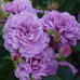 Роза Блю Бой (Rosa Shrub Blue Boy)