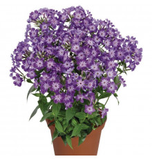  Флокс Phlox paniculata Early Purple Eye 