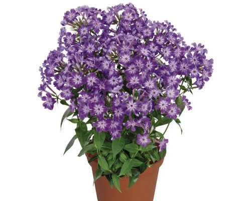  Флокс Phlox paniculata Early Purple Eye 