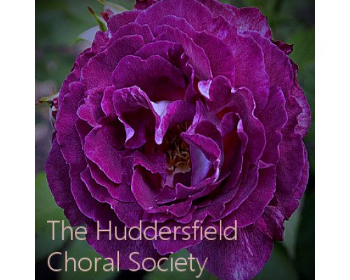 Роза Хадерсфилд Хорал Сосеети (Huddersfield Choral Society)