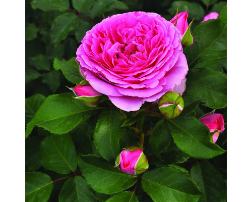 Роза Фрайла Мария (Rose floribunda)