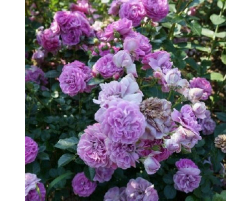 Роза Блю Бой (Rosa Shrub Blue Boy)