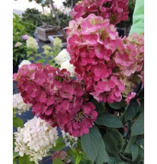 Гортензия метельчатая Самарская Лидия(Hydrangea paniculata "Samarskya Lydia")