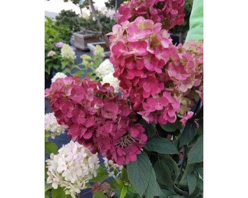 Гортензия метельчатая Самарская Лидия(Hydrangea paniculata "Samarskya Lydia")