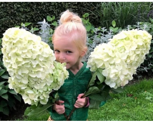 Гортензия метельчатая Геркулес(Hydrangea paniculata Hercules)